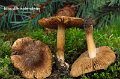 Inocybe splendens-amf1051-1